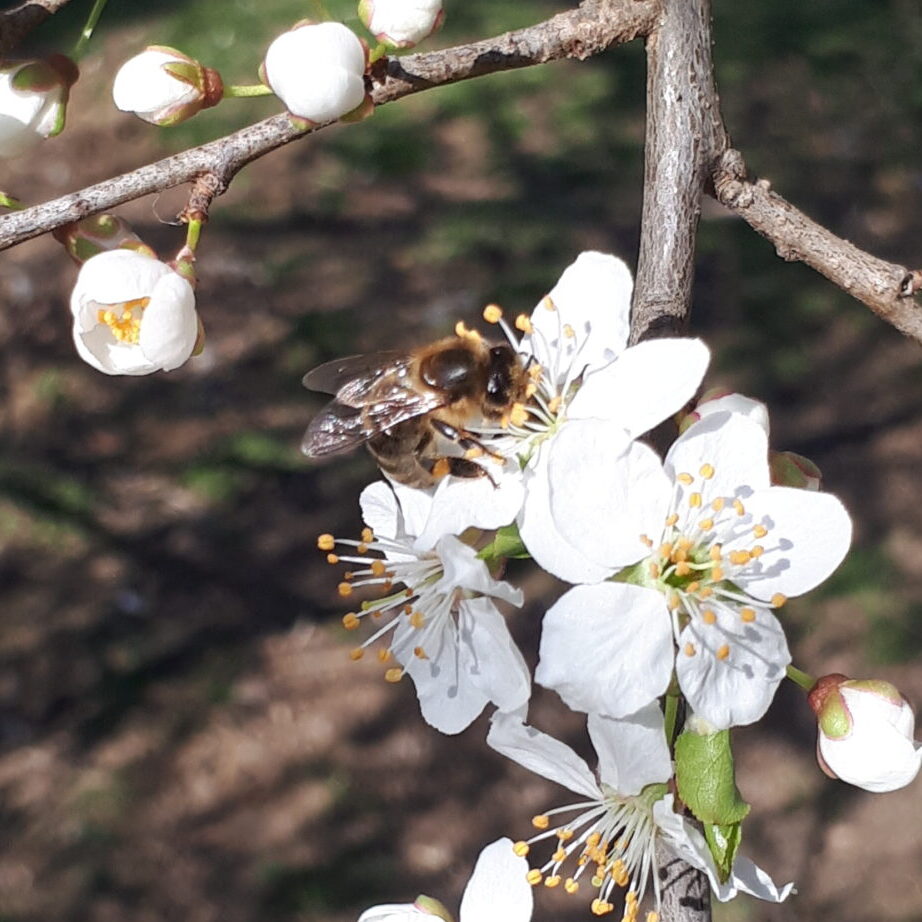 Frühling bei der Imkerei & Landwirtschaft Gruber