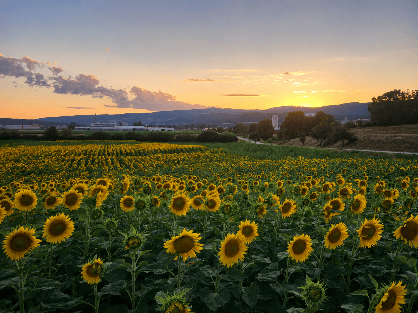 Heuer erstmals: Sonnenblumen auf unseren Feldern