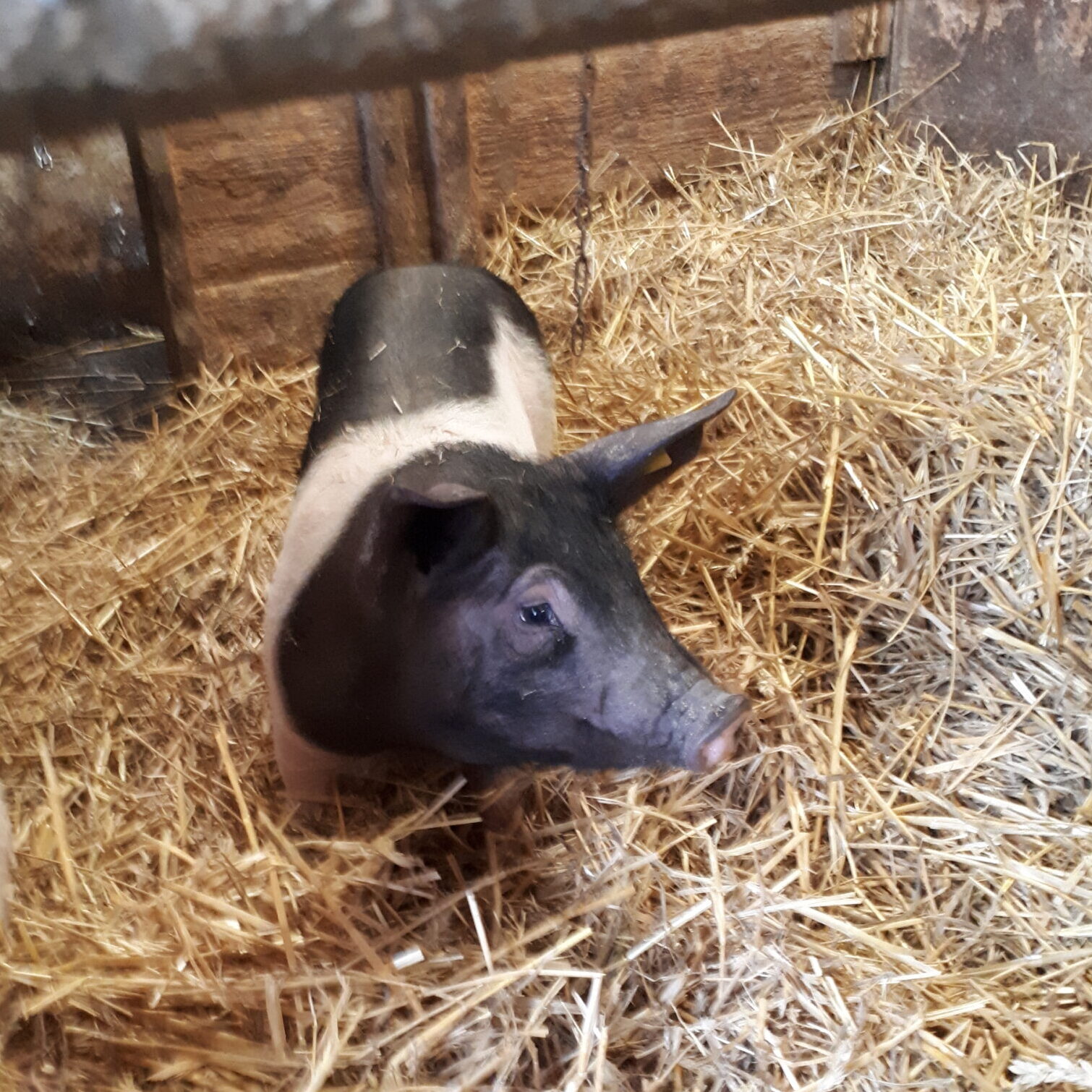 Neuzugang am Hof: Susi das Schwein