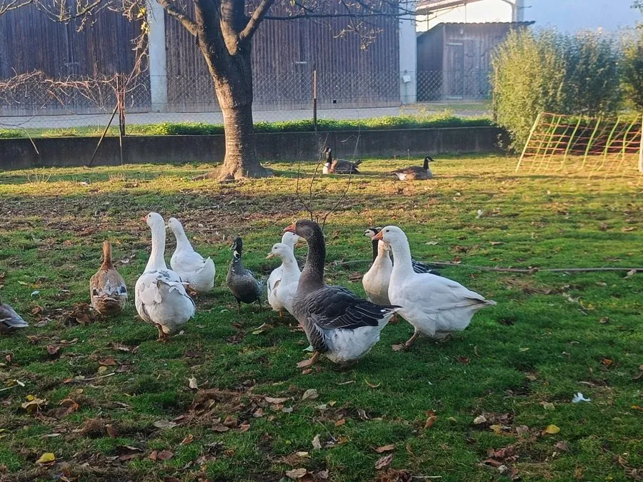 Das Gänseteam