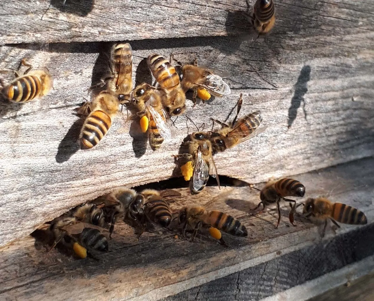 Honig mit Herkunft. Bienenstöcke am Hof