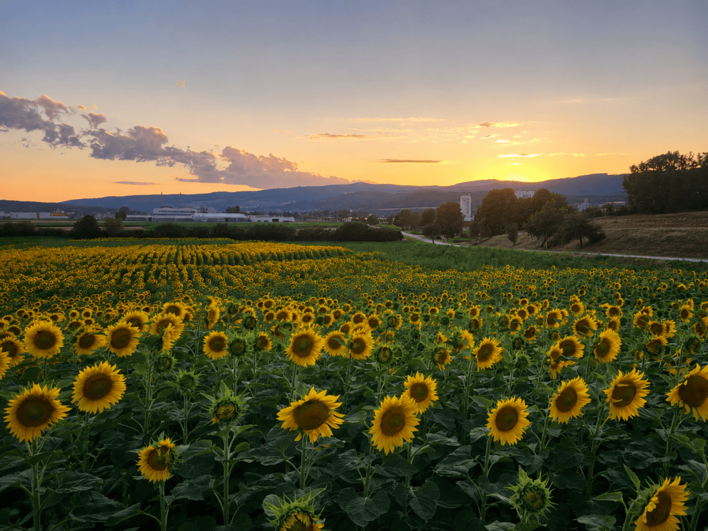 Sonnenblumenfeld